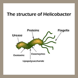 Structure of helicobacter pylori infographics Vector Image