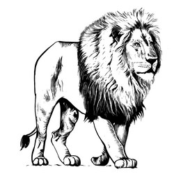 lion portrait standing sketch hand drawn Vector Image