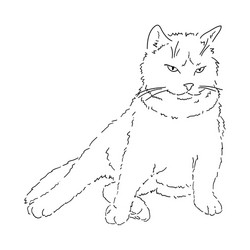cat video call app