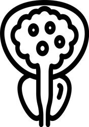 Prostate Anatomy Vector Images (over 1,100)