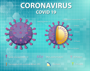 diagram corona virus particle structure vector image