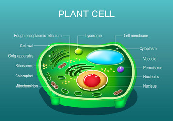 Cell Anatomy Structure And Organelles Royalty Free Vector