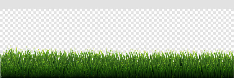 Green grass on transparent background realistic Vector Image