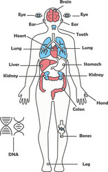 Male human anatomy body internal organs vector