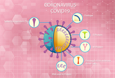 diagram corona virus particle structure vector image