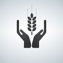 hands holding a wheat plant icon vector