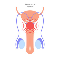 Male reproductive system vector