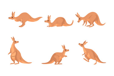 kangaroo as australian animal with pouch jumping vector