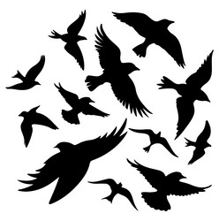 flying bird silhouette set multiple birds Vector Image