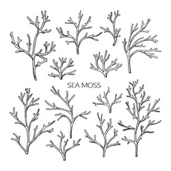 Types of hand drawn mosses Royalty Free Vector Image