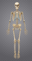 Realistic human skeletal system infographics Vector Image