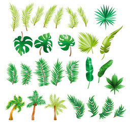 tropical palm leaves jungle split leaf Vector Image