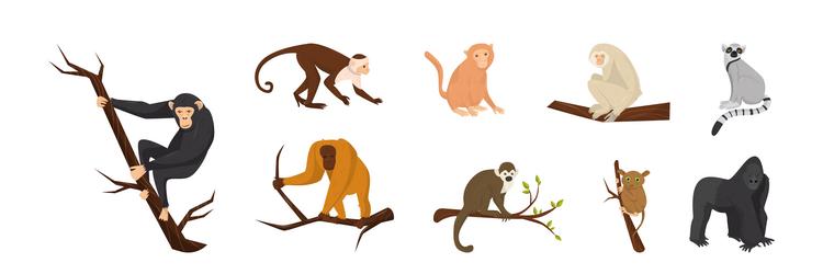 monkey as arboreal ape with long tail sitting vector