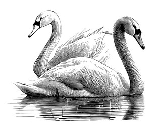 pair of swans in the lake hand drawn sketch vector