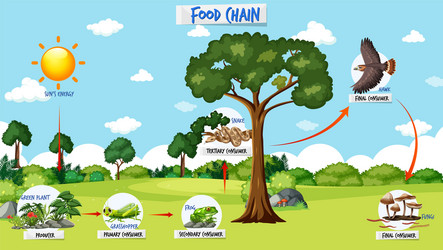 Food chain diagram concept Royalty Free Vector Image