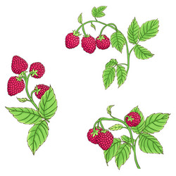 Raspberry Branches on White vector image