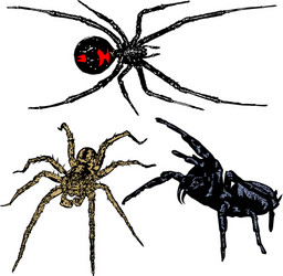 Spiders Vector Images (over 72,000)