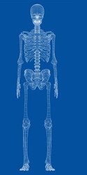 Human skeleton posing isolated over black Vector Image