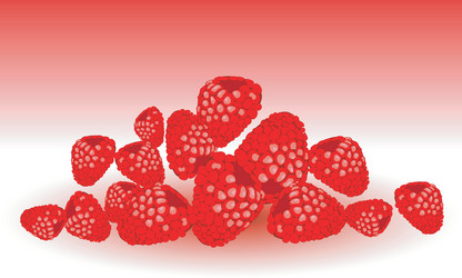raspberry vector image