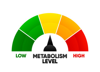 Metabolism level scale with arrow and measurement vector