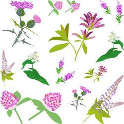 Wildflower Botanical Collection Vector Image