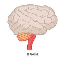 Brain organ anatomy and biology lessons or study vector