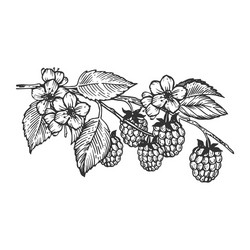 Raspberry Branch Engraving - Scratch Board Style vector image