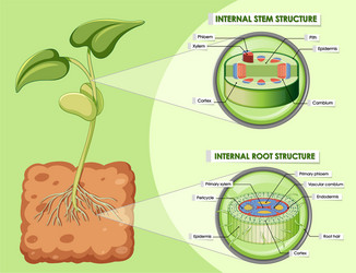 diagram showing stem and root structure vector