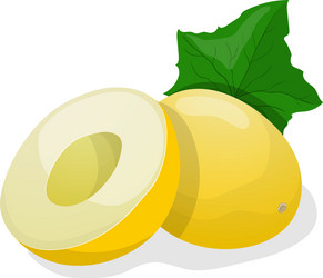 ripe melon vector