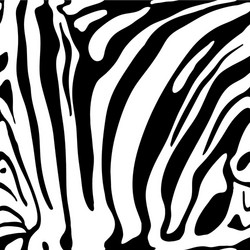 Zebra Print Seamless Pattern vector image