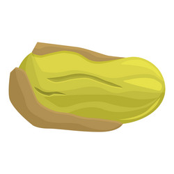 pistachio nut with open shell lying horizontally vector image