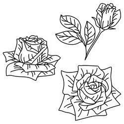 set of rose flowers beautiful decorative plants Vector Image