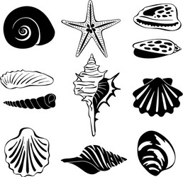 black monochrome of marine shells vector