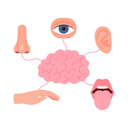brain connection with five human senses hearing vector image