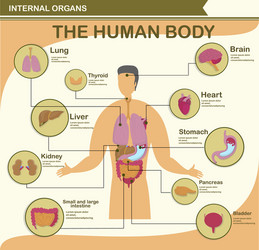 human body infographic character with organ vector