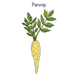 Parsnip Root Vegetable - Botanical vector image