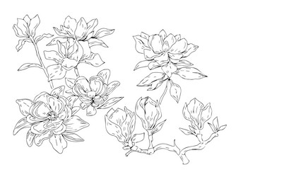 magnolia flowers spring bloom plants graphic i Vector Image