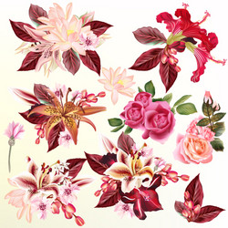 beautiful collection of flowers Vector Image
