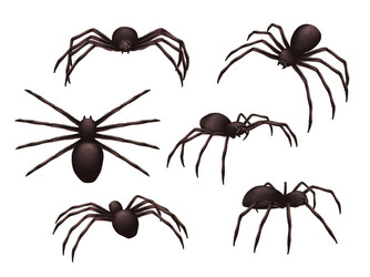 Realistic Spiders Diagram Colored Composition Spider Species Description  Them Vector Stock Vector by ©macrovector 617355090