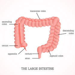 structure and function of the large intestine vector image