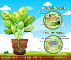 Diagram showing stem and root structure vector