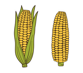 Corn simple for menu hand drawn vector