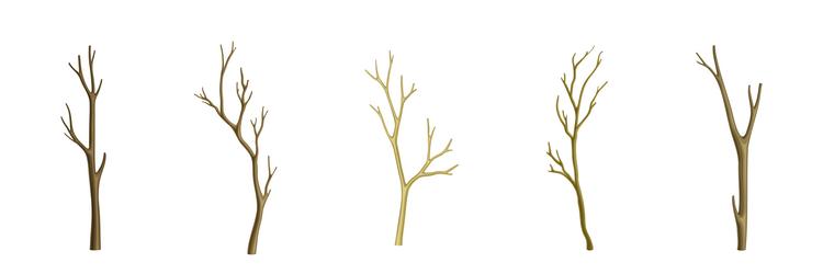 bare tree branch with stem and limb set vector image