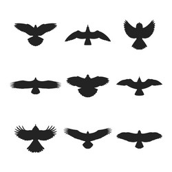 Bird Silhouettes - Diverse Flock Vector Image