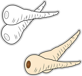 Fresh Parsnip Root vector image