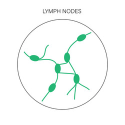 Lymph node anatomy Royalty Free Vector Image - VectorStock