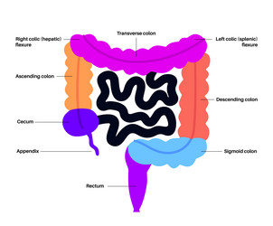 Large intestine anatomy vector