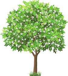Realistic tree with green leaves Royalty Free Vector Image