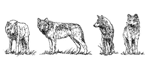 wolf - set of wolves hand drawn black and white vector