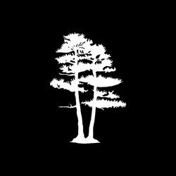 Coniferous trees silhouettes vector